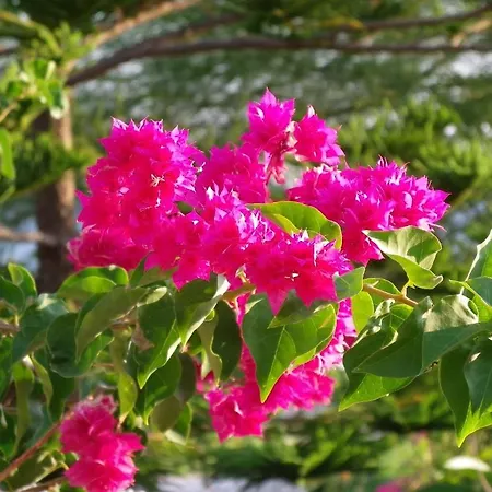 빌라 Pefkos Beachfront *