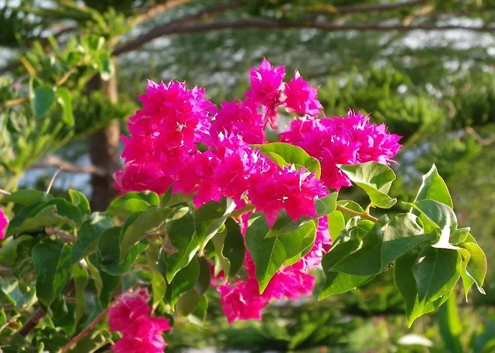 Βίλα Pefkos Beachfront *