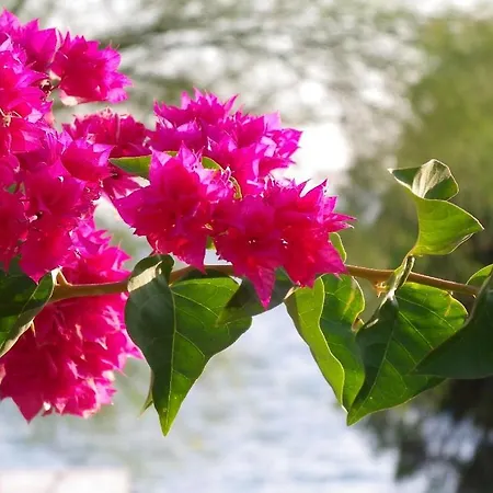 Вилла Pefkos Beachfront *